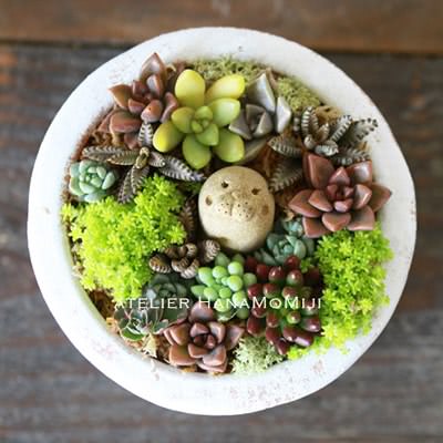 多肉植物寄せ植えwithぷっくりあざらし