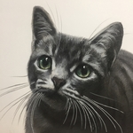 「サバトラ猫 no.8」パステル画