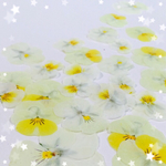押し花 ビオラ(白・黄色)