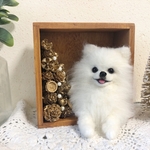 羊毛フェルト クリスマスと白ポメちゃん