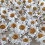 【ドライフラワー】ハナカンザシ *在庫処分*