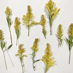 セイタカアワダチソウ*ドライ