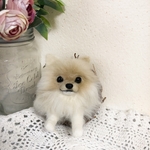 羊毛フェルト ポメラニアン のミニフラワーリース