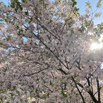 【S様オーダー品】親子おそろい リバティ パッチンピン&くるみボタンゴムセット