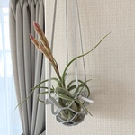 エアープランツハンガー 3サイズセット