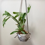 送料込み レザー プラントハンガーMサイズ グレー