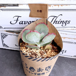 【多肉植物】白眉