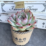 【多肉植物】コロラータ