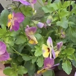 mi_m様専用です。