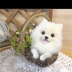 b2mamaさま専用 羊毛フェルト にこにこポメラニアン のフラワーバスケット大 ホワイト