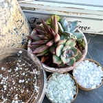 はじめての多肉の寄せ植えセット