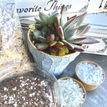 はじめての多肉の寄せ植えセット