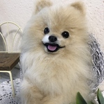 羊毛フェルト にこにこポメラニアン のフラワーリース クリーム