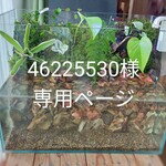 46225530様専用ページ