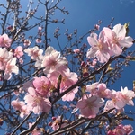 blue-bird358様 専用ページ