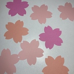 桜のメッセージカード100枚