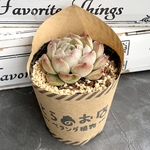 【多肉植物】ヘレナ