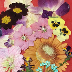 押し花 素材のセット