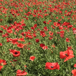 ayame5400様専用ページ𖤣𖥧𖥣𖡡𖥧𖤣シンプルな麻ひもボトルホルダー