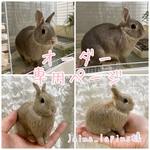 【jaime_lapine様専用ページ】羊毛フェルト オーダー うさぎ SSsize Msize