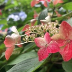 もにわ様 専用ページ