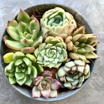 多肉植物カット苗【寄せ植えにどうぞ🌸】