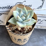 【多肉植物】タパパ