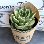 【多肉植物】ハロウィン