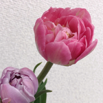 mei様 専用ページ