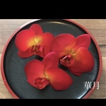 赤胡蝶蘭成人式和装振袖結婚式髪飾り