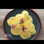 イエロー胡蝶蘭成人式和装振袖結婚式髪飾り