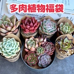 数量限定🌟多肉植物福袋