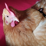 【yuzutowa様専用ページ】にわとりのオムツ