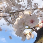 ayakoさま専用のページ