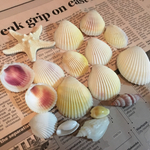 送料修正!貝殻セット