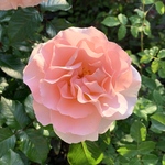 hnm924さま専用ページ