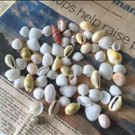 ミックスシェル