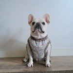 犬用ふんわりブラウス S