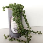 多肉植物/リメイク缶/寄植え【3】