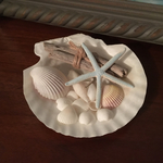 夏にピッタリ♪流木とシェルの置き物