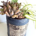 多肉植物/リメイク缶/寄植え【40】