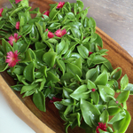 花付きベビーサンローズ