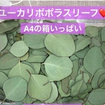 ユーカリポポラス⭐️ドライ☆葉っぱ🌿A4ネコポスいっぱいに入れて送ります⭐️