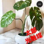 光触媒 人工観葉植物 ウォールグリーン フェイクグリーン 卵形モンステラ5043