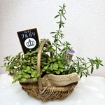 爽やかな香り⭐️オレガノ・ブルガリ&ミントブッシュ⭐️ハーブポット苗⭐️