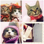 【値下げ】卓上猫カレンダー 季節をコスプレで楽しんじゃうぞ!