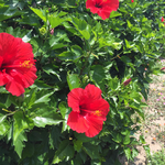 《稟稟様ご注文分》アイリッシュリネン プルオーバー