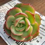 大人気☺︎︎多肉植物カット苗🌵トムソーヤ1個🙌