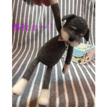 ぶら〜んなシュナウザー①【クタクタぬいぐるみ】羊毛フェルト