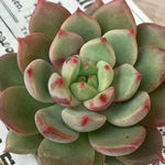 多肉植物カット苗🌵スカーレット🙌